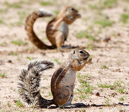 Ground squirrels
